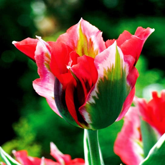 Tulipan Tulipany Zielonokwiatowy Esperanto 5 Szt Cebulki Tulipanów BENEX