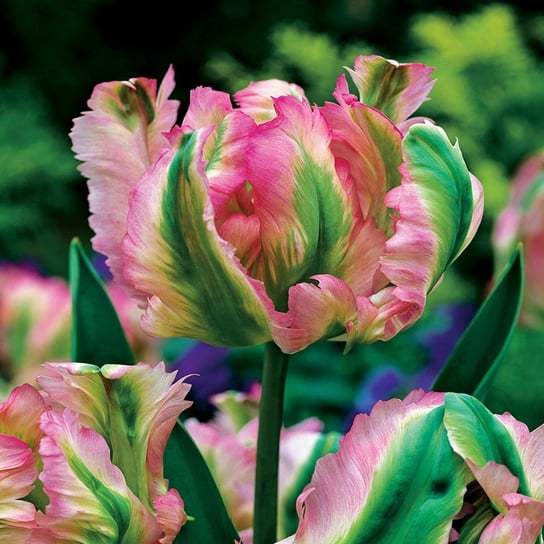 Tulipan Tulipany Zielonokwiatowy Green Wave 5 Szt Cebulki Tulipanów BENEX