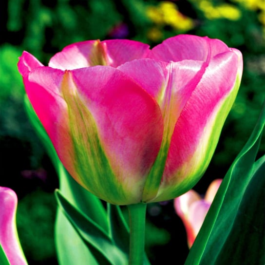 Tulipan Tulipany Zielonokwiatowy Groenland 5 Szt Cebulki Tulipanów BENEX