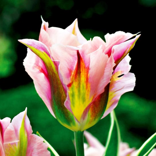 Tulipan Viridiflora China Town 5 szt cebulki tulipanów BENEX