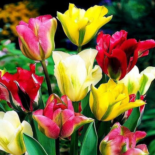 Tulipan Viridiflora Mix 10 szt cebulki tulipanów BENEX