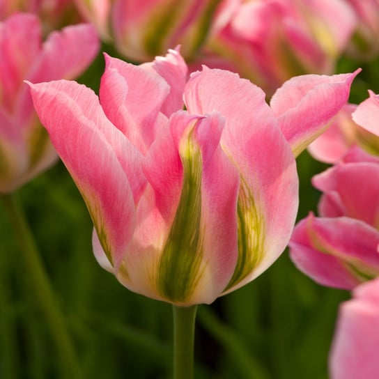 Tulipan Viridiflora Virichic 5 szt cebulki tulipanów Tulipany BENEX