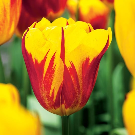 Tulipan Washington 5szt cebulki tulipanów Tulipany BENEX