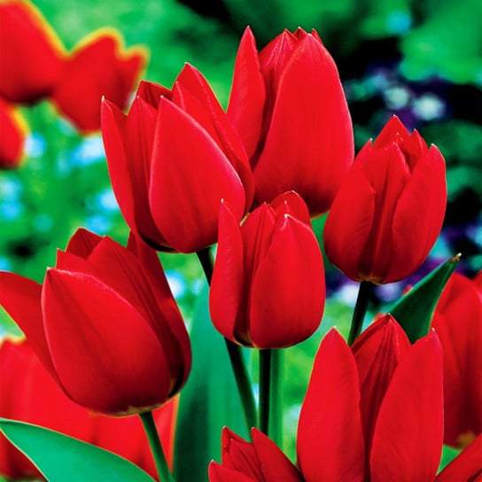 Tulipan Wielokwiatowy Fiery Club 5 szt cebulki tulipanów Tulipany BENEX
