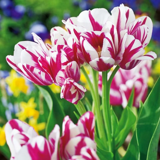 Tulipan Wielokwiatowy Flaming Club 5 szt cebulki tulipanów Tulipany BENEX