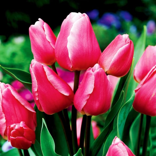 Tulipan Wielokwiatowy Happy Family 5 szt cebulki tulipanów BENEX