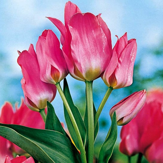 Tulipan Wielokwiatowy Toronto 5 szt cebulki tulipanów Tulipany BENEX