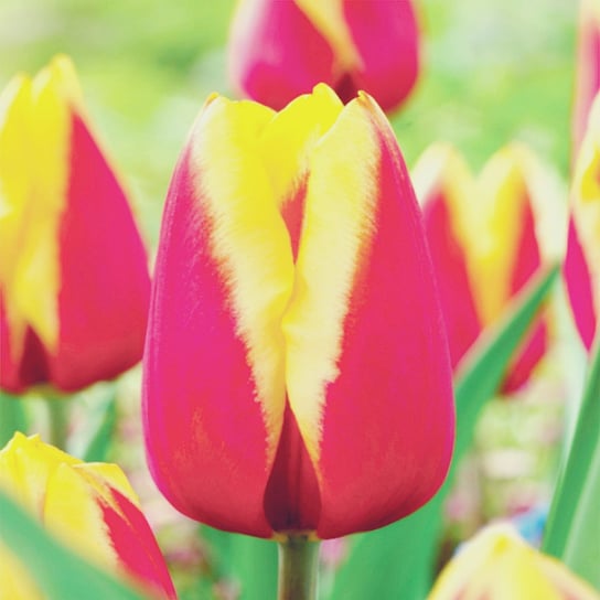 Tulipan Żółto-Różowy 50 szt cebulki tulipanów Tulipany BENEX