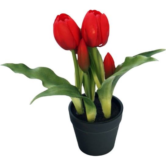 Tulipany w doniczce czerwone 23 cm Saska Garden