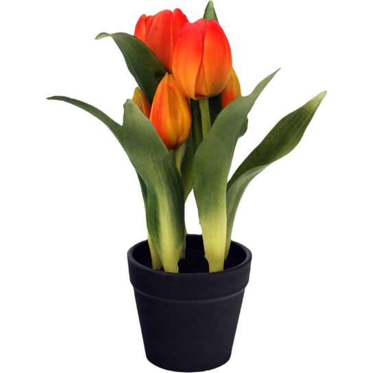 Tulipany w doniczce pomarańczowe 23 cm Saska Garden