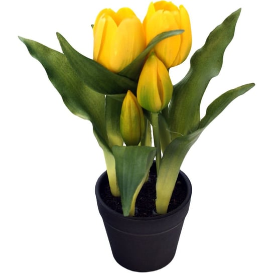 Tulipany w doniczce żółte 23 cm Saska Garden
