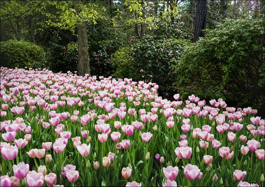 Tulips pop in late winter at the Bayou Bend Collection and Gardens in the River Oaks neighborhood of Houston, Texas, Carol Highsmith - plakat 29,7x21 cm Galeria Plakatu