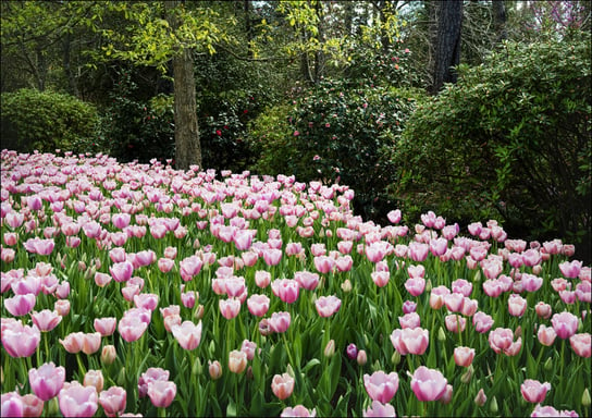 Tulips pop in late winter at the Bayou Bend Collection and Gardens in the River Oaks neighborhood of Houston, Texas, Carol Highsmith - plakat 59,4x42 cm Galeria Plakatu