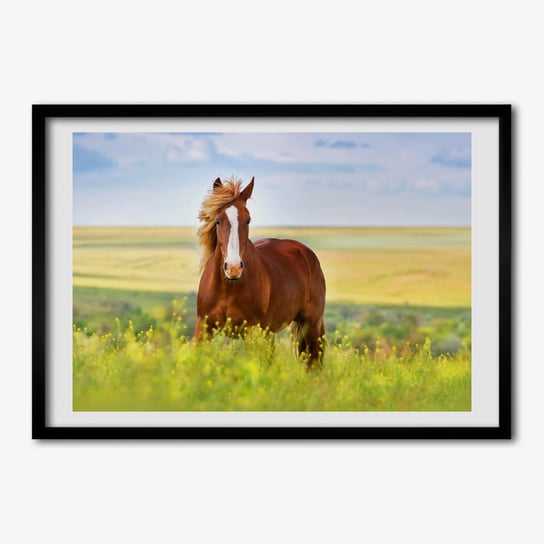 Tulup, Foto obraz drukowany ramka mdf Brązowy koń, 70x50 cm Tulup