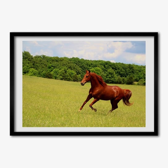 Tulup, Foto obraz drukowany ramka mdf Koń na łące, 70x50 cm Tulup
