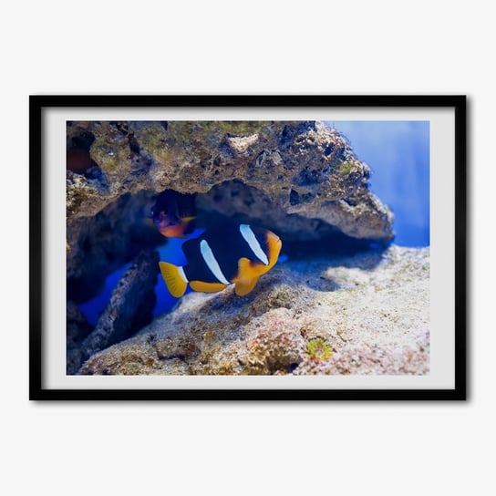 Tulup, Foto obraz ramka do pokoju Tropikalna ryba, 70x50 cm Tulup