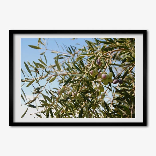 Tulup, Foto obraz ścienny z ramą MDF Drzewo oliwne, 70x50 cm Tulup
