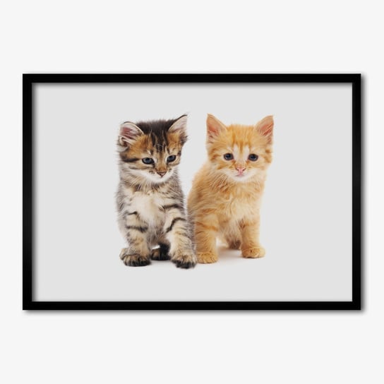 Tulup, Foto obraz z ramką MDF Brązowy i rudy kot, 70x50 cm Tulup