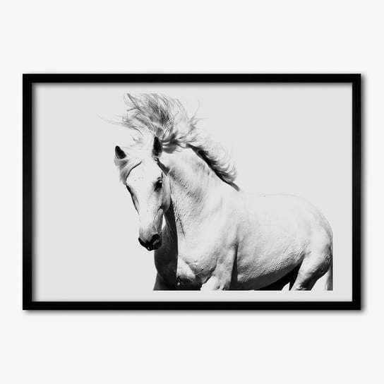 Tulup, Foto obraz z ramką MDF do salonu Biały koń, 70x50 cm Tulup