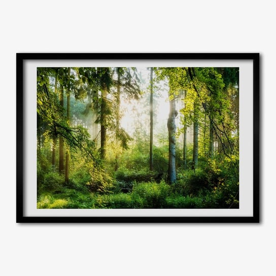 Tulup, Foto obraz z ramką MDF Poranne słońce las, 70x50 cm Tulup