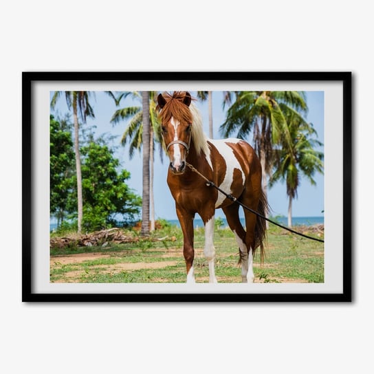 Tulup, Nowoczesny foto obraz w ramie Łaciaty koń, 70x50 cm Tulup