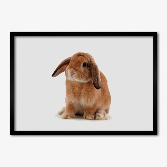 Tulup, Nowoczesny foto obraz w ramie Rudy królik, 70x50 cm Tulup