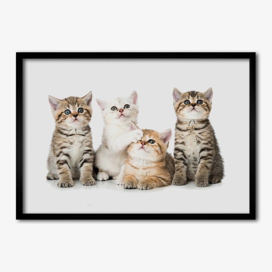 Tulup, Nowoczesny foto obraz z ramką Małe koty, 70x50 cm Tulup