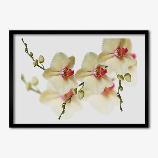 Tulup, Nowoczesny foto obraz z ramką MDF Orchidea, 70x50 cm Tulup