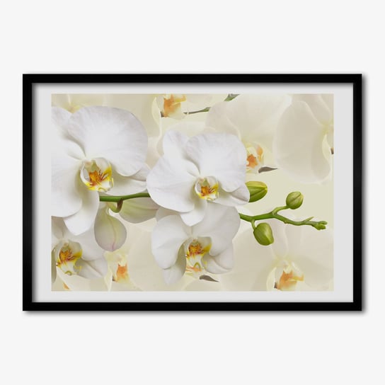 Tulup, Nowoczesny foto obraz z ramką MDF Orchidea, 70x50 cm Tulup