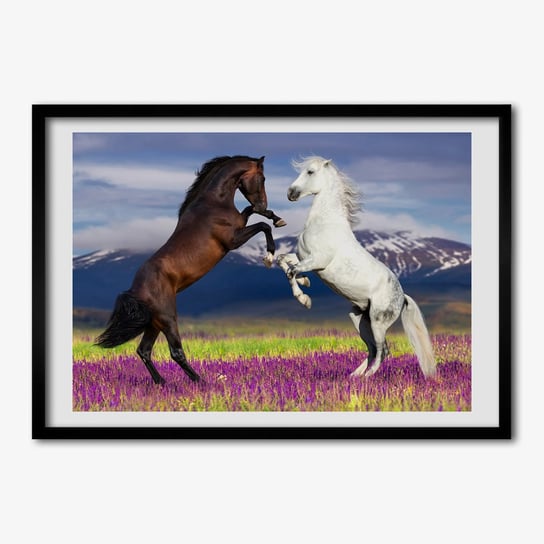 Tulup, Ścienny foto obraz Walczące konie góry, 70x50 cm Tulup