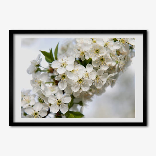 Tulup, Ścienny foto obraz z ramką MDF Kwiaty wiśni, 70x50 cm Tulup