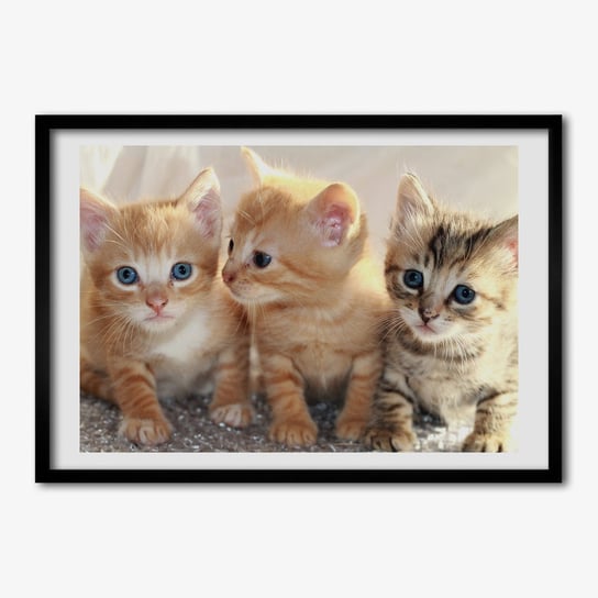 Tulup, Wiszący foto obraz z ramką mdf Małe koty, 70x50 cm Tulup