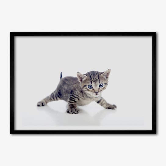 Tulup, Wiszący foto obraz z ramką MDF Mały kot, 70x50 cm Tulup