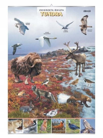 Tundra zwierzęta plansza plakat VISUAL System
