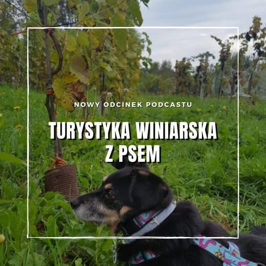 Turystyka winiarska z psem (enoturytyka z psem) - Pies do pary - podcast Grzesiek Daria