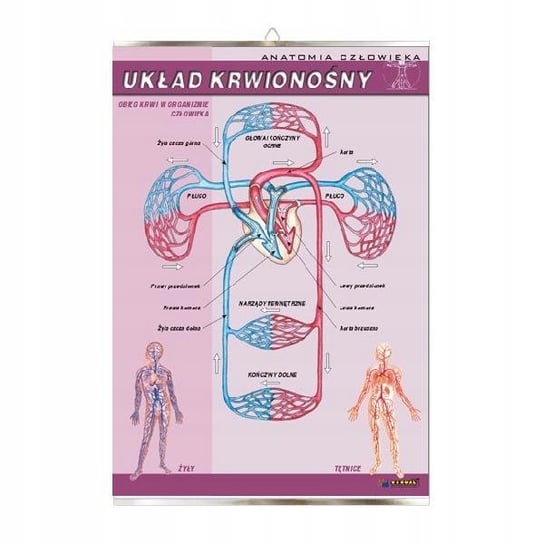 Układ krwionośny anatomia plansza plakat VISUAL System