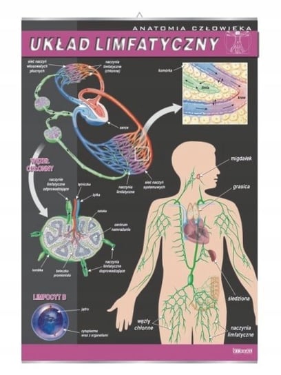 Układ limfatyczny anatomia plansza plakat VISUAL System