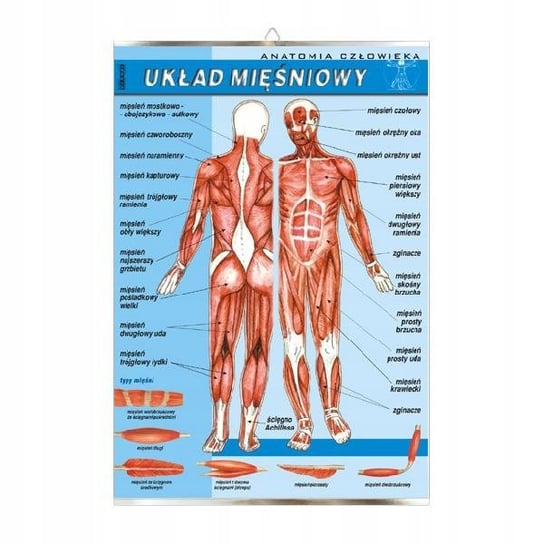 Układ mięśniowy mięśnie plakat plansza VISUAL System