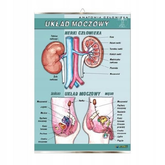 Układ moczowy anatomia plansza plakat VISUAL System