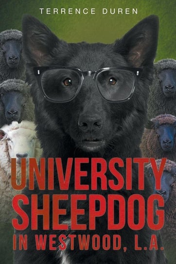 University Sheepdog in Westwood, L.A. Duren Terrence