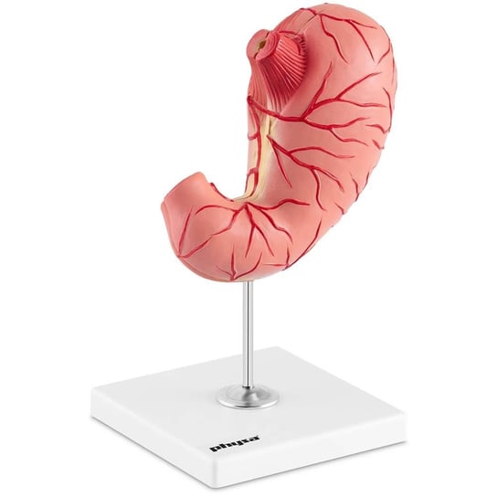 Upomnikarnia, Model anatomiczny 3D żołądka człowieka Upomnikarnia