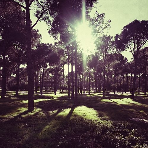 Uvlonet Palatine of the Sun