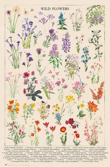 Vintage Wild Flowers - Plakat 61X91,5 Cm / Aaaloe Inna marka