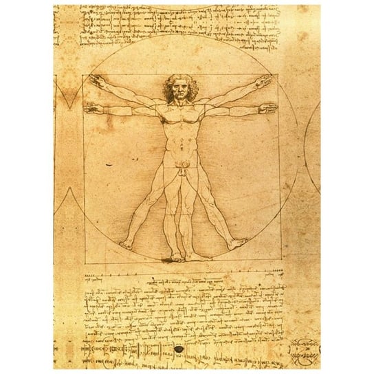 Vitruvian Man - Leonardo Da Vinci 60x90 Legendarte