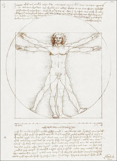 Vitruvian Man, Leonardo Da Vinci - plakat 61x91,5  / AAALOE Inna marka