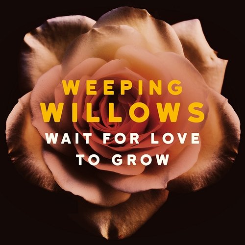 Wait for Love to Grow Weeping Willows