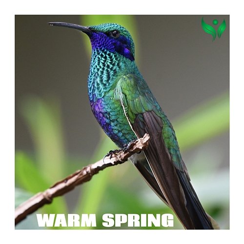 Warm Spring Timmy-Lay