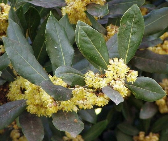 WAWRZYN SZLACHETNY (LAURUS NOBILIS) - 1 NASIONO DobreNasiona.pl