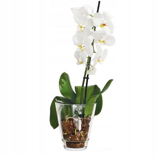 Wazon dekoracyjny, osłonka na doniczkę Hyacinth Trend For Home