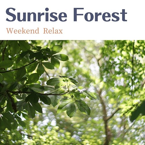 Weekend Relax Sunrise Forest